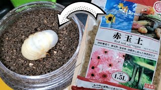 幼虫マットに「赤玉土」を入れる理由【カブトムシ幼虫飼育】