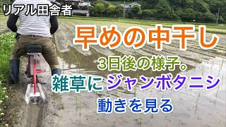 【植え干し】早めの中干し2021～その後の経過。