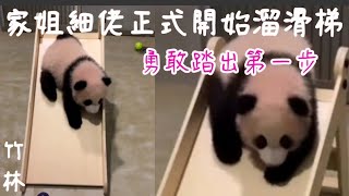 🐼家姐細佬開始啟動溜滑梯程式  #海洋公園 #萌宠 #盈盈#樂樂🐼#熊貓bb成長日誌🐼#家姐細佬 #panda #cute