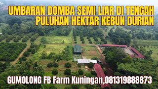 SEMI UMBARAN DOMBA LIAR di TENGAH  PULUHAN HEKTAR KEBUN DURIAN❤️‍🔥❤️‍🔥