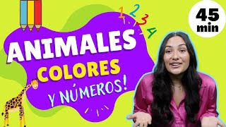Animals, Colors and Numbers - Spanish toddler learning - Español para pequeños con Señorita Yasmín