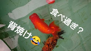 背焼けが・・・😢⤵️⤵️