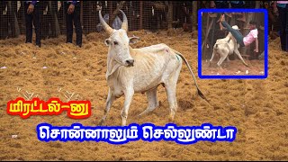 செம்ம மிரட்டல் ஆட்டம் ஆடிய செம்ம மாடு... Tamizhan Trending