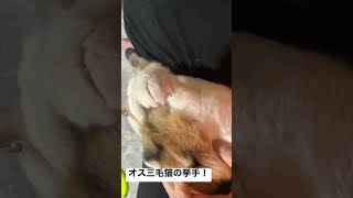 オス三毛猫のクセのすごい膝上甘え挙手 #猫 #cat #オス三毛猫 #shorts