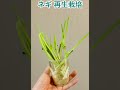 再生野菜【リボベジ】葱