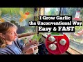 How To Grow Garlic EASY ANYWHERE FAST & Eat NOW Guide for Beginner Gardening Plant from Store Bought