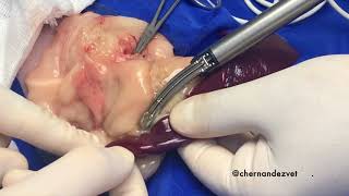 Feline splenectomy using an Enseal device