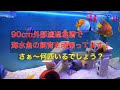 90cm外部濾過 海水魚水槽でヤッコやチョウチョウ達を飼ってます。