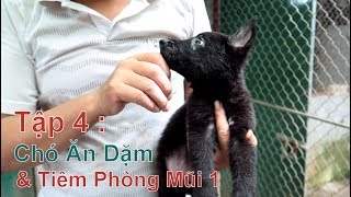 T4: (Đã Ngừng Kinh Doanh) - Chó Con Ăn Dặm \u0026 Tiêm Mũi Thứ 1/ WorkingDog - GSD/ NhamTuatTV