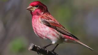 Purple Finch Bird Sound Bird Song Bird Call Bird Calling Chirps Lissen Birds Vocalization Melody