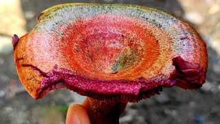 Рыжик Красный (Lactarius sanguifluus)