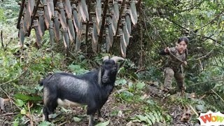 Deteksi kambing liar, keterampilan, perangkap kambing liar, kelangsungan hidup solo