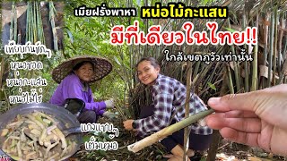 Ep.17 หาหน่อไม้กะแสน แกงกินก่อนกลับอเมริกา หน่อไม้ท้องถิ่นภูวัว Bamboo shoots foraged and cook.