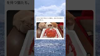 初めて見るカニにビビる猫たちが可愛すぎるwwwww#猫 #面白い #おもしろ #tiktok #twitter #2ch #5ch