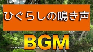 【睡眠用BGM】ひぐらしの鳴き声と川のせせらぎ / 作業用BGM / 勉強用BGM