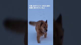 誕生日の野犬の子兄弟・アッケ＆モリモリ