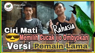 Cara memilih cucak ijo ombyokan ( Versi pemain lama )