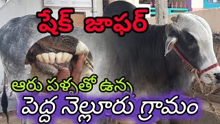 షేక్ జాఫర్ గారి గిత్త 6 పళ్ళు  పెద్ద నేలటూరు గ్రామం గోనెగండ్ల మండలం  కర్నూలు జిల్లా