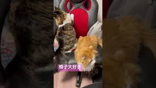 椅子が好きな猫2匹とそれを見て癒される召使い #shorts #cat #猫