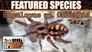 Featured Species #6 Hapalopus sp.  Colombia Large \