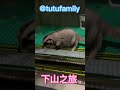 下山之旅【蜜袋鼯的生活日常】【 sugar glider 】【フクロモモンガ】【ชูการ์ไกลเดอร์ครับ】【 슈가글라이더 】 @tutufamily