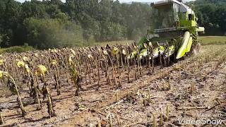 Žetva suncokreta 26.08.2017g. Pioneer LE 06