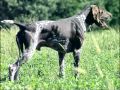 Chien Le Braque Allemand