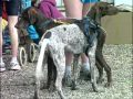 Chien Le Braque Allemand