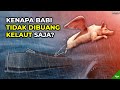 Sudah Tahu Haram & Najis, Kenapa Nabi Nuh Tidak Membuang Babi Kelaut Saja?