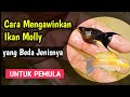 Cara Mengawinkan SILANG Ikan Molly dari JENIS Yg Berbeda