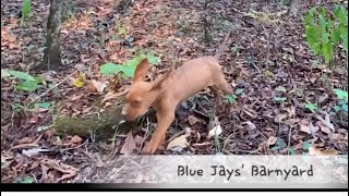 Bloodhounds in SLOW MO