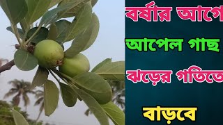 বর্ষার আগে আপেল গাছ  ঝড়ের গতিতে বাড়াতে যে পরিচর্যা আপনাকে করতেই হবে।