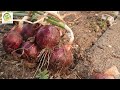 টবে পেঁয়াজ চাষ পদ্ধতি ।how to grow onion in a pot@।