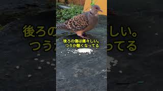 首怪我のハットン　傷が酷くなってるよ