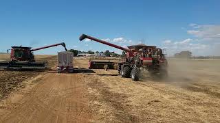 Klemmy  Ag  harvesting  Vetch