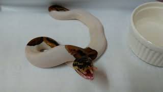 Ball Python ให้อาหารงูด้วยหนูแช่แข็ง กับสมาชิกใหม่พายน้อย