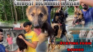 cheapest dog Market In assam 🐶😍🔥||.  stating from rs 3000 only 😱|| assam boko|| @Thepetjungle