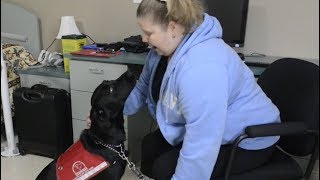 ‘Is this a dream?’: People with diabetes meet their alert dogs