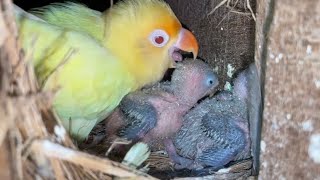 Panen lovebird mutasi sultan, auto langsung pasang ring