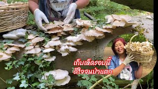 โพดโพเห็ดนางรมออกเยอะจนได้แบกกลับบ้าน เห็ดออกตามธรรมชาต เก็บเห็ดในต่างแดน