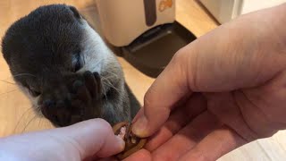 カワウソさくら ジャーキー入りクルミをあげたら興奮しすぎた Great excitement otter