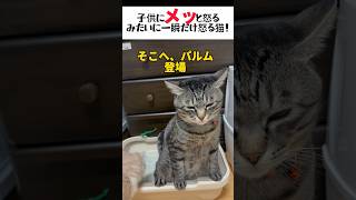 【一瞬だから見逃さないでね！人間みたいに、弟猫に喝いれる兄猫w】#shorts #猫 #保護猫