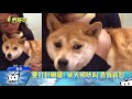 20170711中天新聞　影帝級！巴哥犬腳傷包紮　叫聲慘烈似演戲