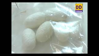 Scientific Silk Worm Rearing- 13/02/2021 @ 6.30pm