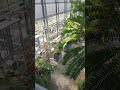 very large cycas from above plants greenhouse botanicalgarden