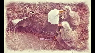 SWFL EAGLES ⭐DADDY M GETS SOME TIME WITH THE Es!! ⭐FEEDS THEM RABBIT 🐥🐇🐥🌹🦅