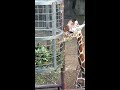 20201106 木栅動物園 長頸鹿的長舌頭