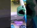 【ベランダビオトープ】メダカの採卵初成功 first successful egg collection of japanese rice fish