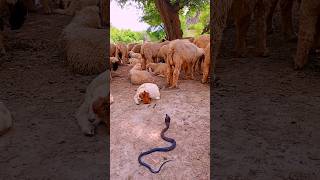 The serpent sat down in front of the lamb #shorts #youtube #youtubeshots #shortvideos #snackvideos