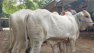 MURAH MERIAH 7 JUTAAN‼️PO JANTAN CALON JUMBO | Pasar Sapi Jatirogo